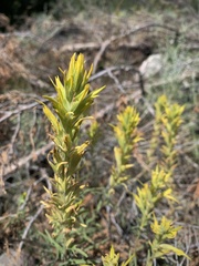 Castilleja flava