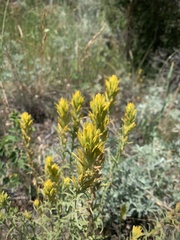 Castilleja flava