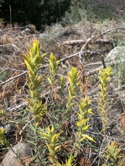 Castilleja flava