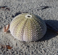 Heliocidaris australiae