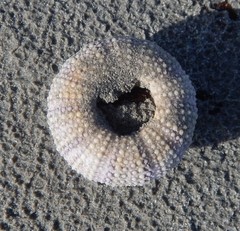 Heliocidaris australiae