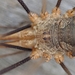 European Harvestman - Photo (c) Connor, some rights reserved (CC BY-NC)