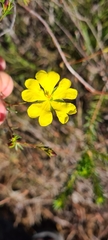 Hibbertia cistiflora