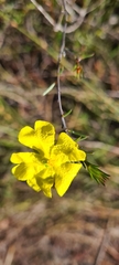 Hibbertia cistiflora