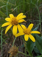 Arnica lanceolata prima