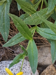 Arnica lanceolata prima