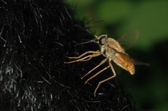 Pangoniinae