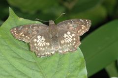 Caprona ransonnettii