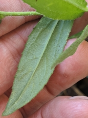 Arnica lanceolata prima