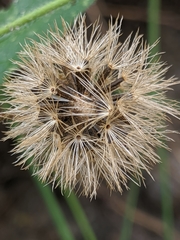 Arnica lanceolata prima