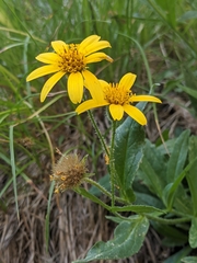 Arnica lanceolata prima
