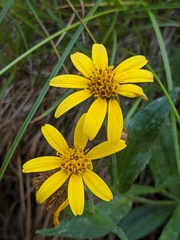 Arnica lanceolata prima