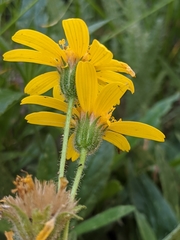 Arnica lanceolata prima