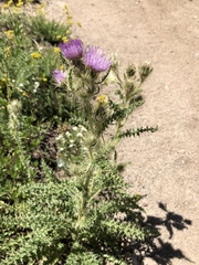 Cirsium eatonii