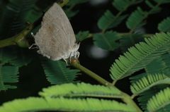 Surendra quercetorum