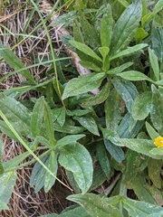 Arnica lanceolata prima