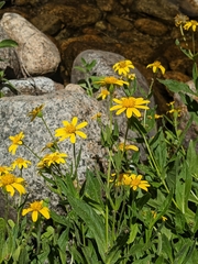 Arnica lanceolata prima