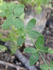 Galium sparsiflorum