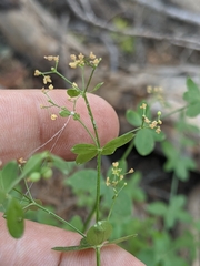 Galium sparsiflorum