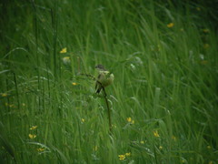 Motacilla flava flava