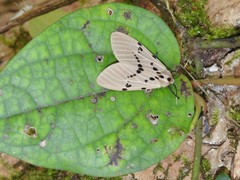 Amsactoides guangxica