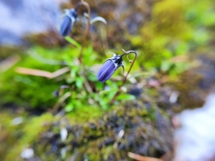 Campanula scheuchzeri