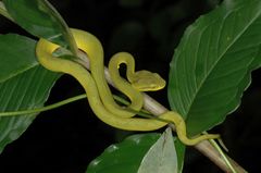 Craspedocephalus gramineus