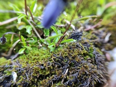 Campanula scheuchzeri