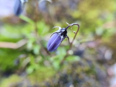 Campanula scheuchzeri