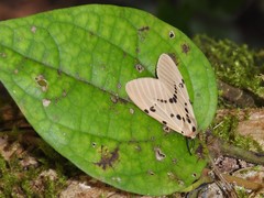 Amsactoides guangxica