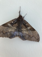 Ischyja ferrifracta