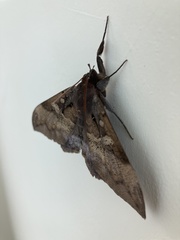 Ischyja ferrifracta