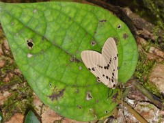 Amsactoides guangxica