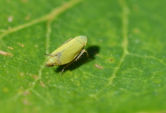 Diplocolenus evansi