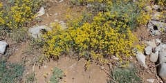 Achillea falcata