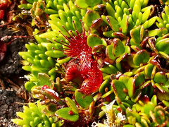Drosera uniflora