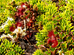 Drosera uniflora
