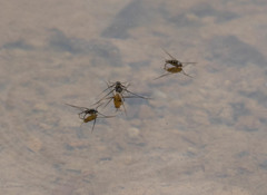 Trepobates subnitidus