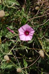 Convolvulus althaeoides althaeoides