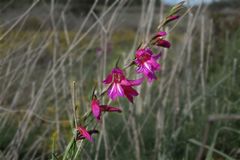 Gladiolus illyricus