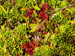 Drosera uniflora