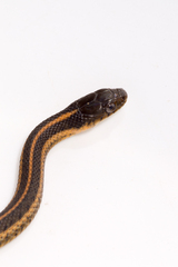 Thamnophis atratus