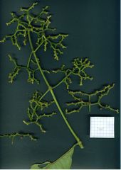 Palicourea solitudinum