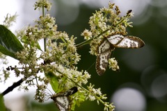 Euryobeidia languidata