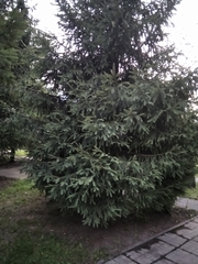 Picea abies