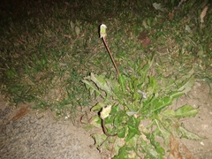 Taraxacum officinale