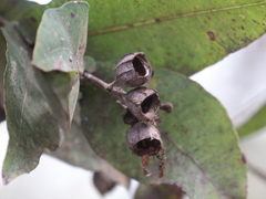 Angophora subvelutina