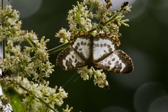 Euryobeidia languidata