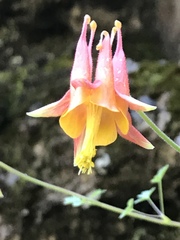 Aquilegia desertorum