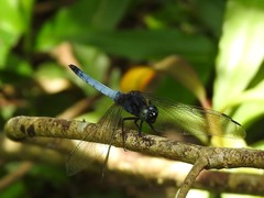 Orthetrum triangulare